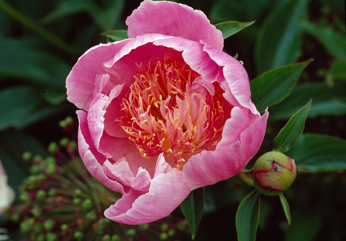 Paeonia lactiflora 'Raspberry Rose' (Peony)