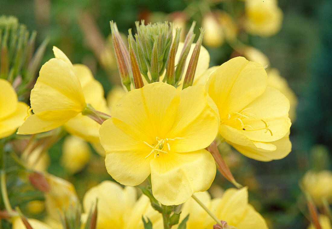 Oenothera marcrocarpa / Missouri-Nachtkerze Bl 01