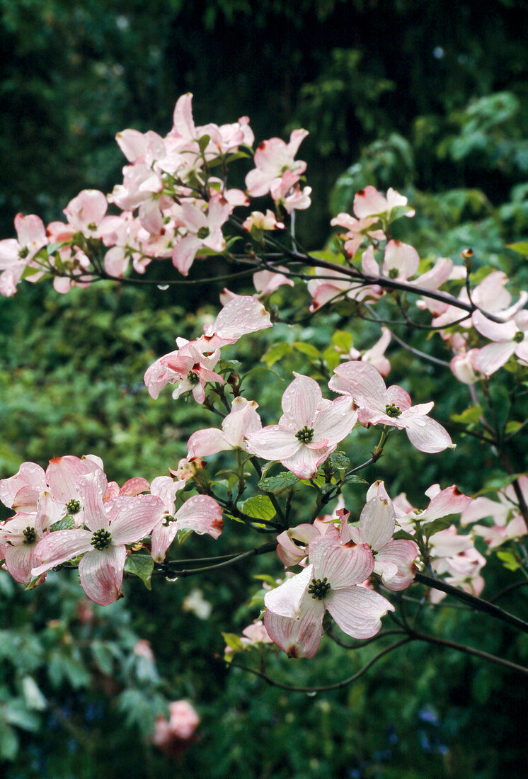 Cornus florida 'Rubra' (Blumen-Hartriegel)