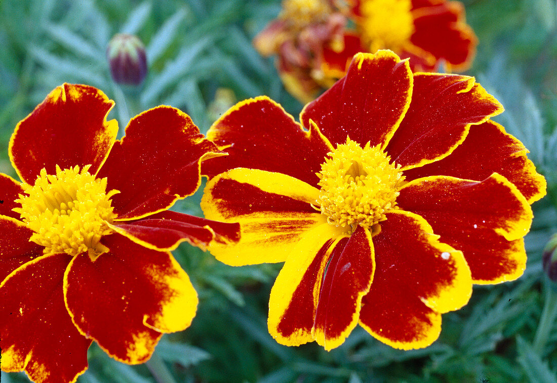 Tagetes patula (marigold)