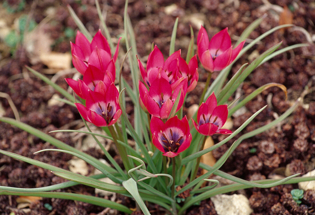 Tulipa pulchella violacea / Miniwildtulpe