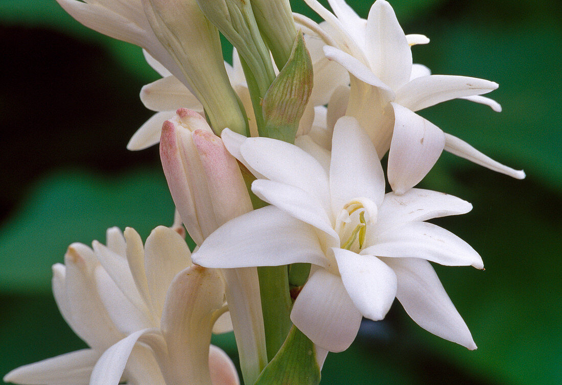 Polyanthes tuberosa (Tuberose)