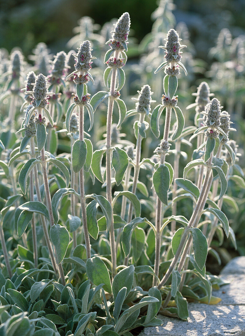 Stachys byzantina / Wollziest