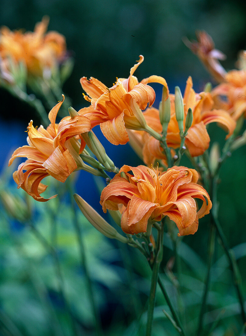 Hemerocallis hybrid (daylily)