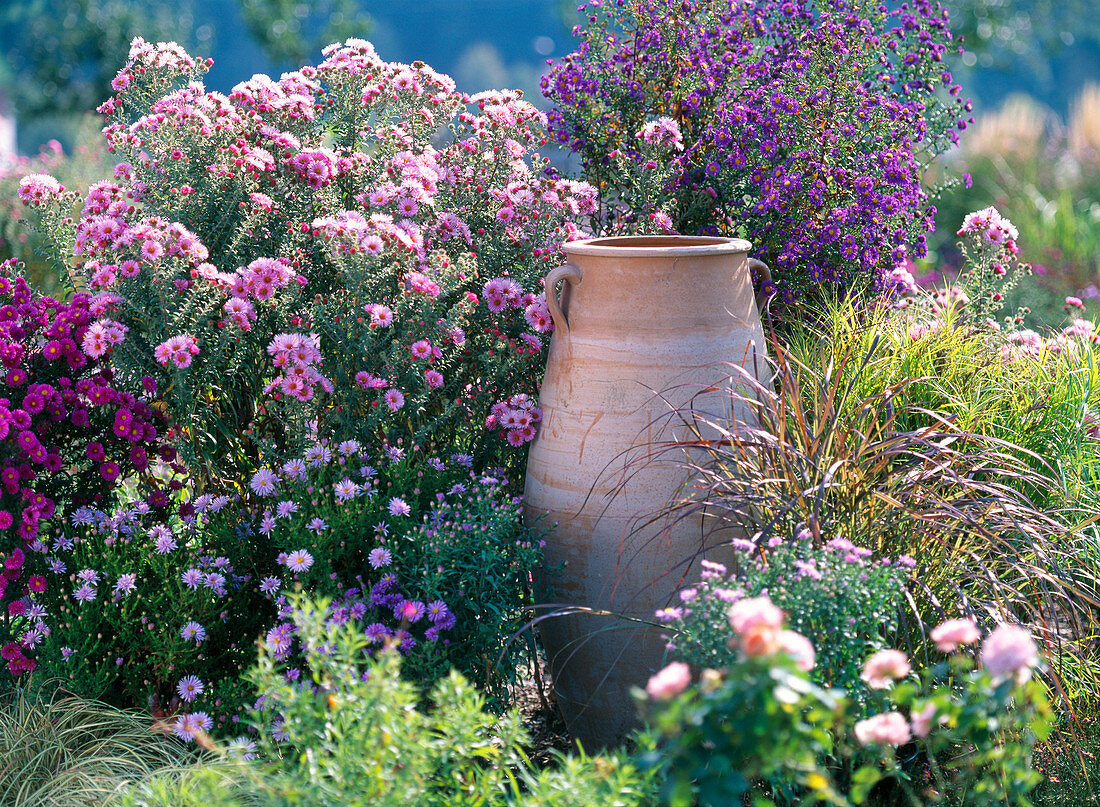 Aster novi-belgii 'Fuldatal', Aster novae-angeliae 'Rosa Sieger',