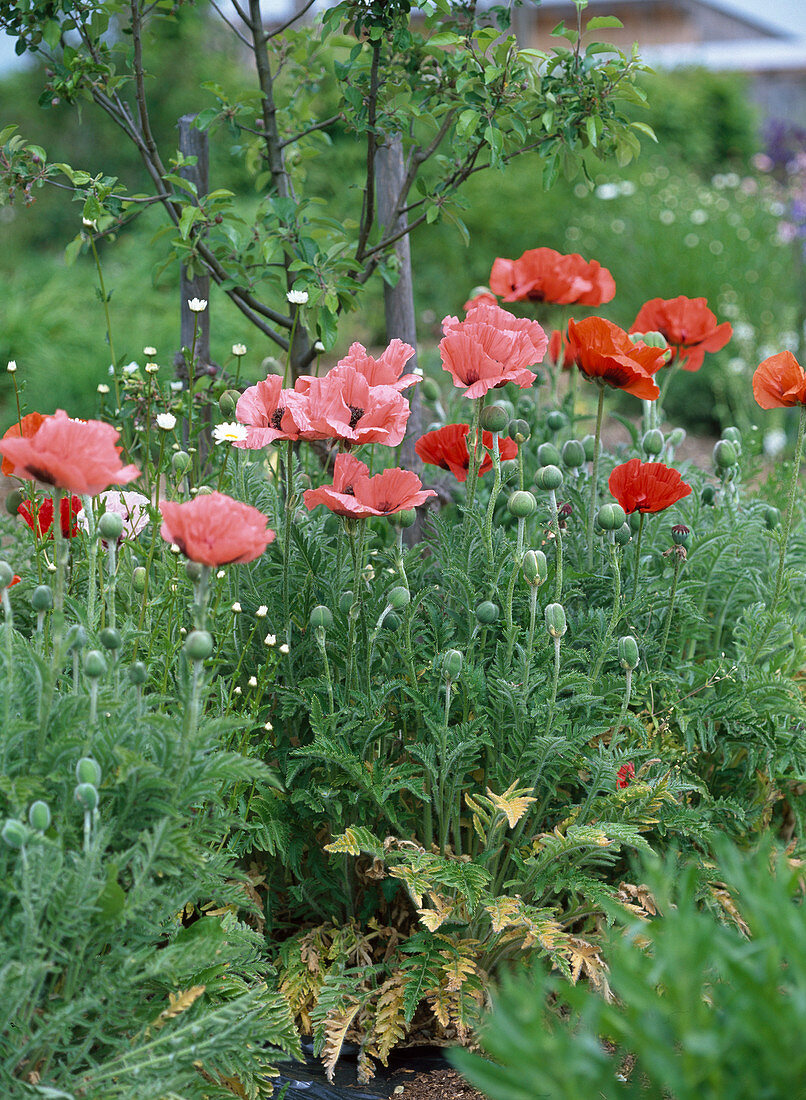 Papver orientale (perennial poppy) red and salmon pink