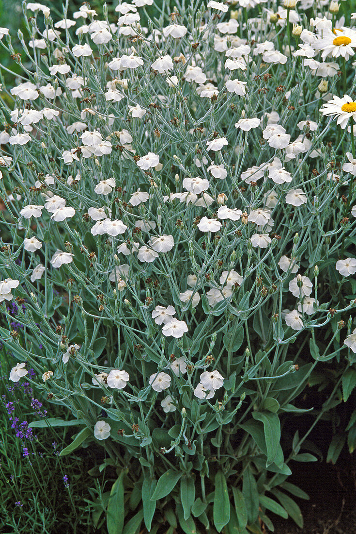 Lychnis coronaria 'Alba' / weiße Vexiernelke