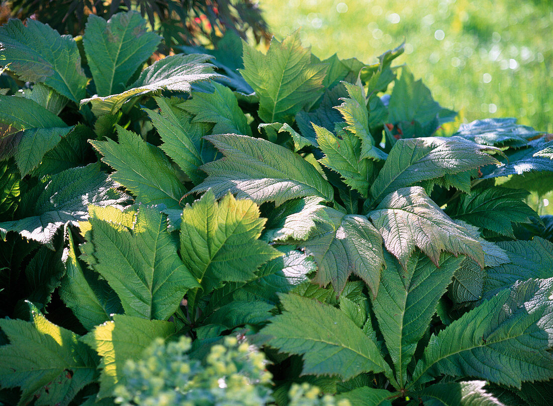 Rodgersia podophylla