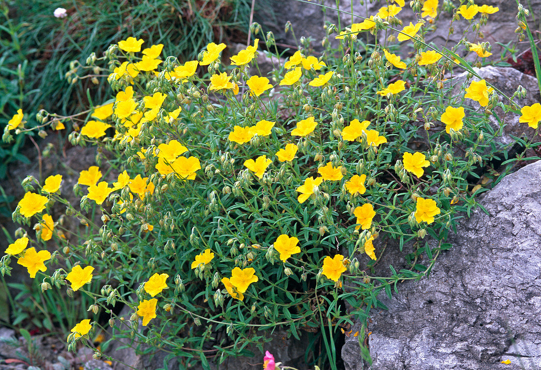 Helianthemum 'Sterntaler' (Sonnenröschen)