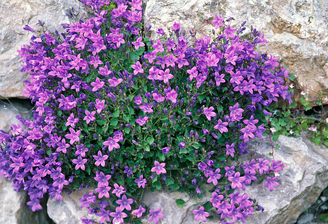 Campanula portenschlagiana (Polsterglockenblume)