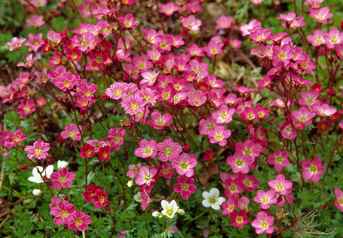 Saxifraga x arendssii (Steinbrech)