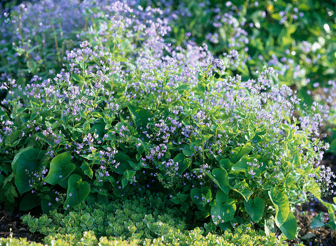 Brunnera macrophylla / Kaukasusuvergißmeinnicht