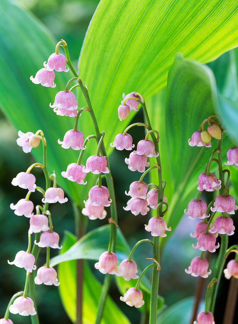 Convallaria majalis var. rosea (Pink Lily of the Valley)