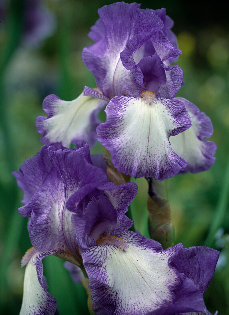 Iris-elatior-barbata -Hybr. 'Rococo'
