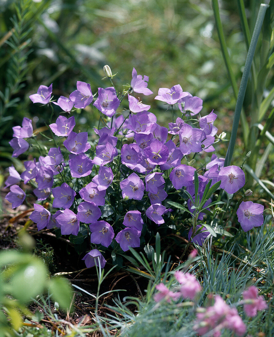 Glockenblume (Campanula carpatica)