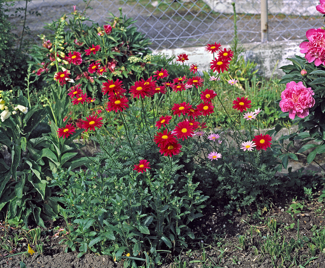 Tanacetum coccineum 'Robinsons Rot' - Rote Margerite