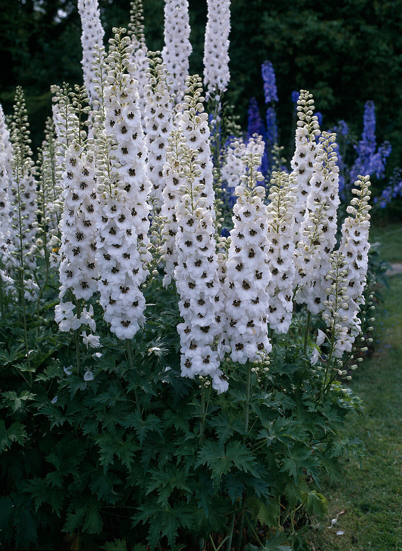 Delphinium Hybride Percival