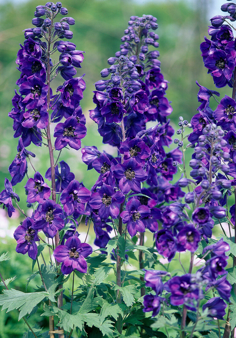 Delphinium hybrid 'Black Knight'