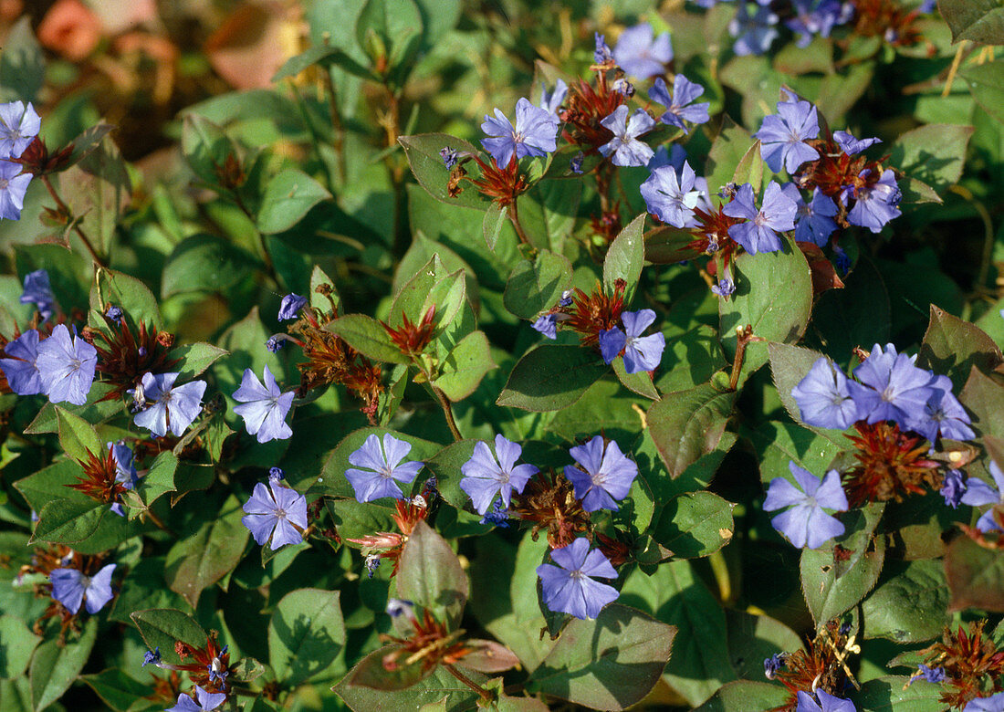 Ceratostigma plumgaginoides