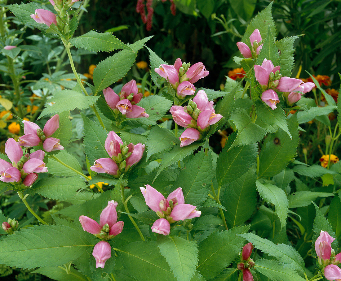 Chelone obliqua