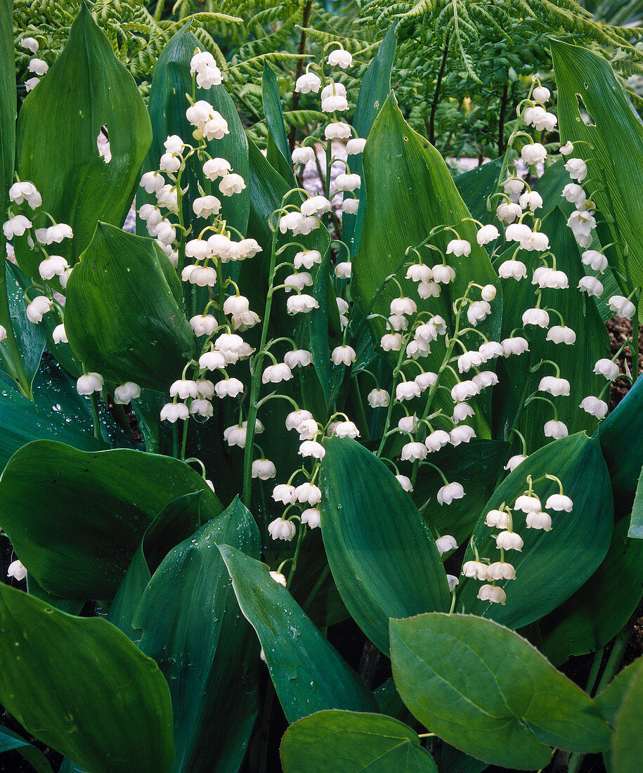 Convallaria majalis