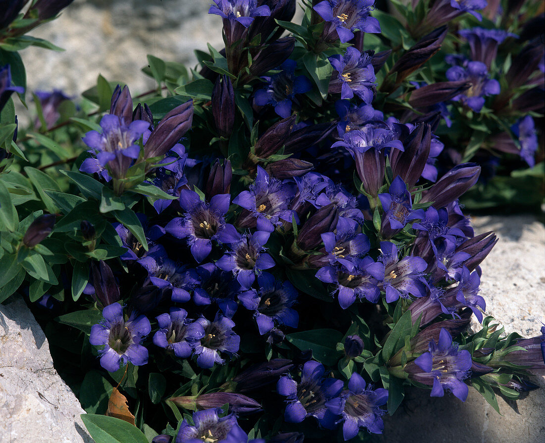 Gentiana septemfida