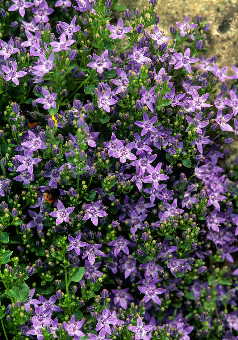 Campanula garganica