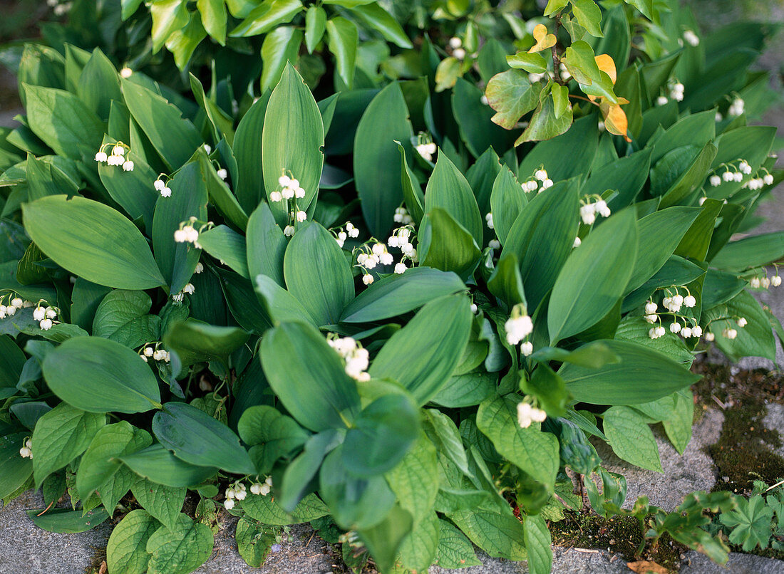 Convallaria majalis