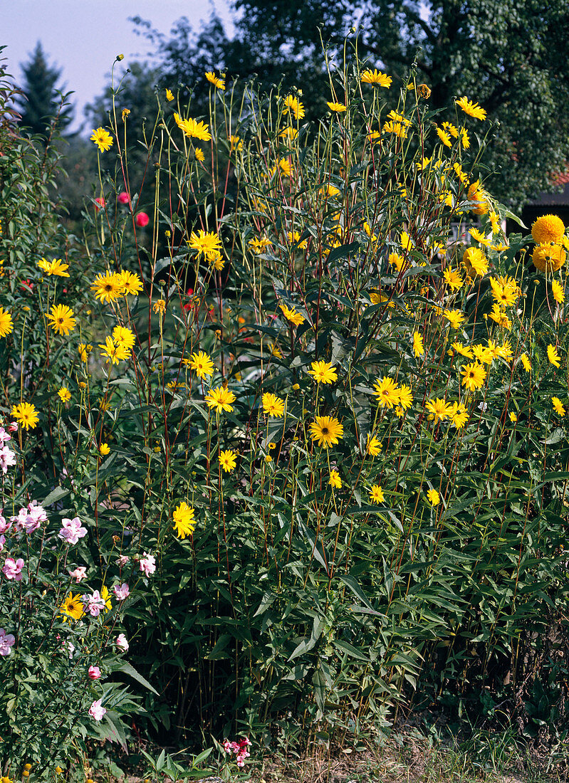 Helianthus tuberosus