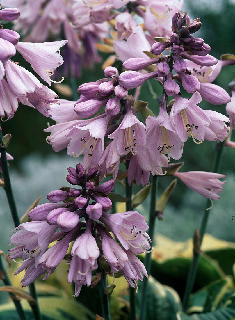 Hosta Hybrids