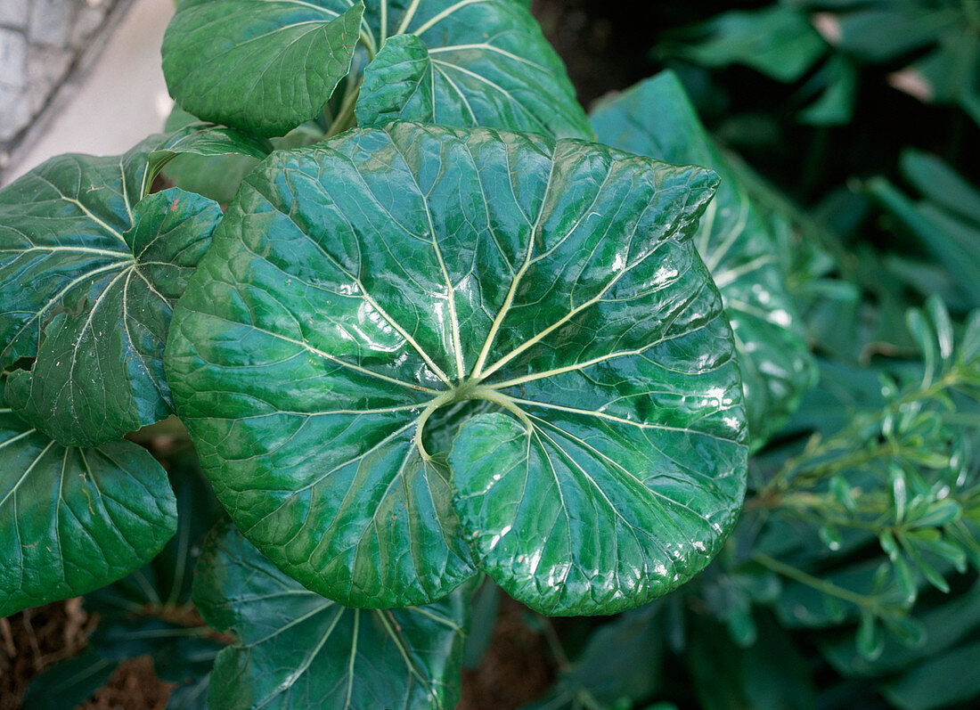 Ligularia