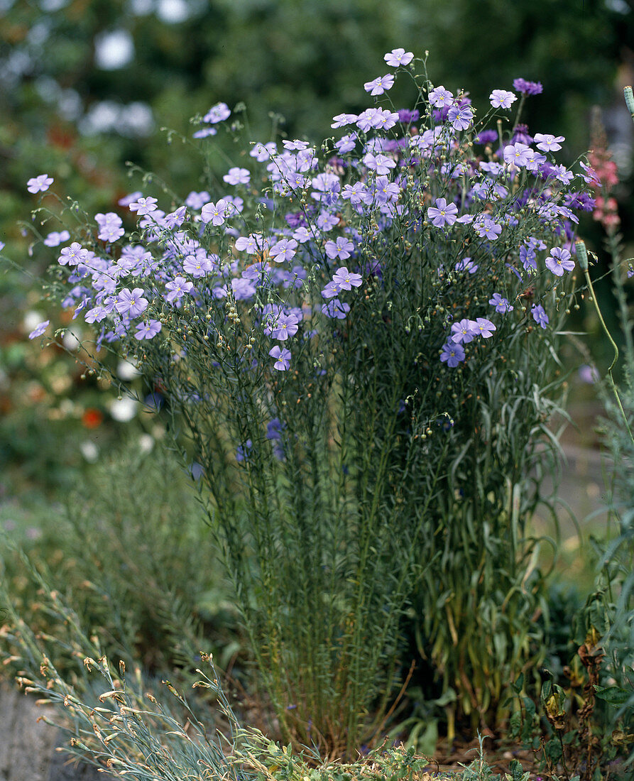 Linum narbonense