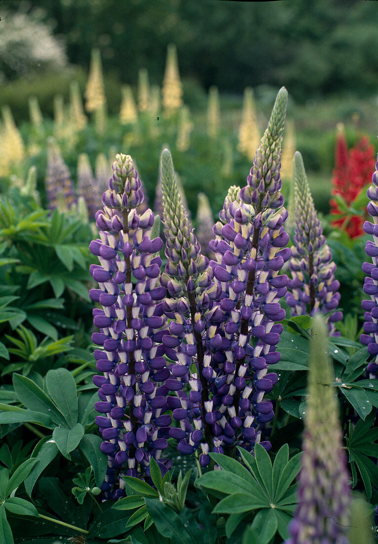 Lupinus-RUSSELL-Hybride 'Kastellan'