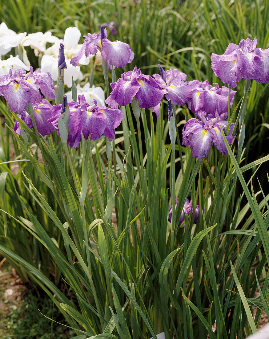 Iris kaempferi 'Mainhaime'