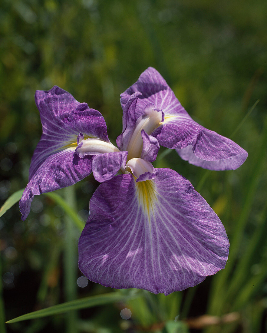 Iris LAEVIGATA