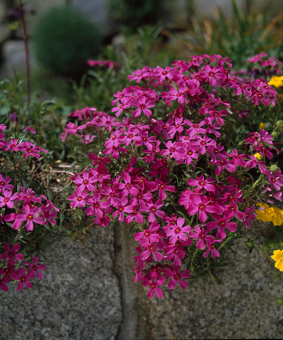 Phlox subulata 'ATROPURPUREA'