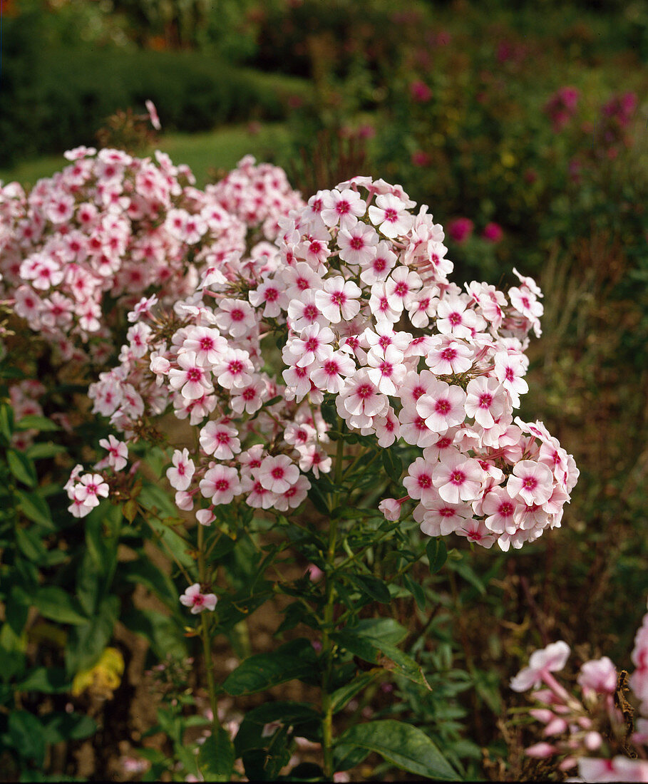 Phlox 'Landhochzeit'