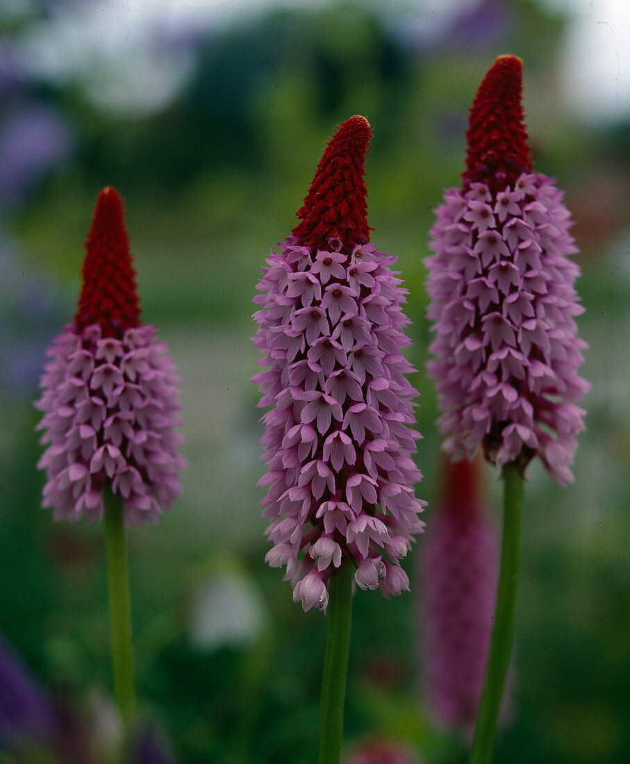 Primula VIALII