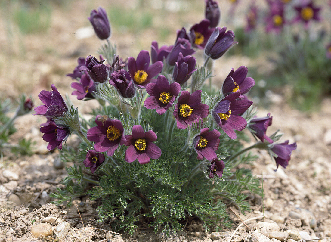 Pulsatilla georgica