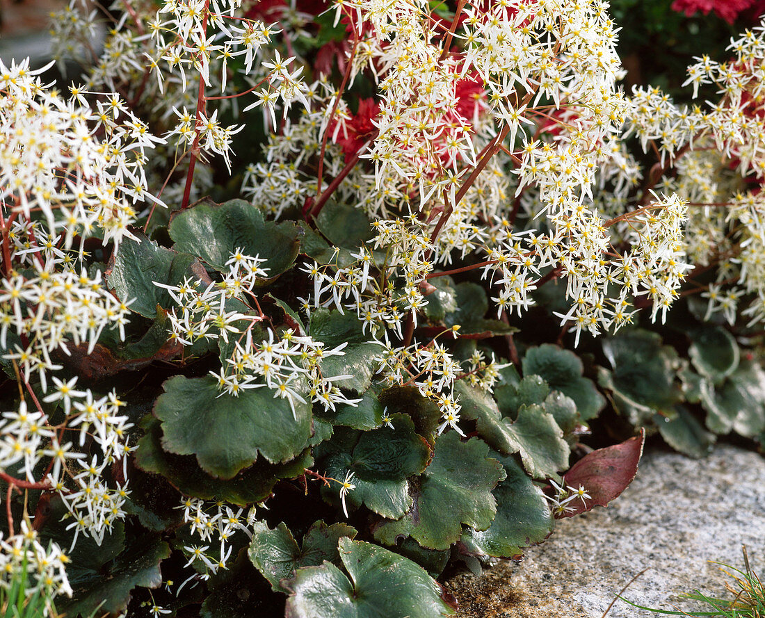 Saxifraga cortusifolia var. Fortunei 'Rubrifolia' autumn saxifrage