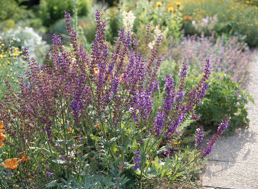 Salvia pratensis VAR. Haematodes