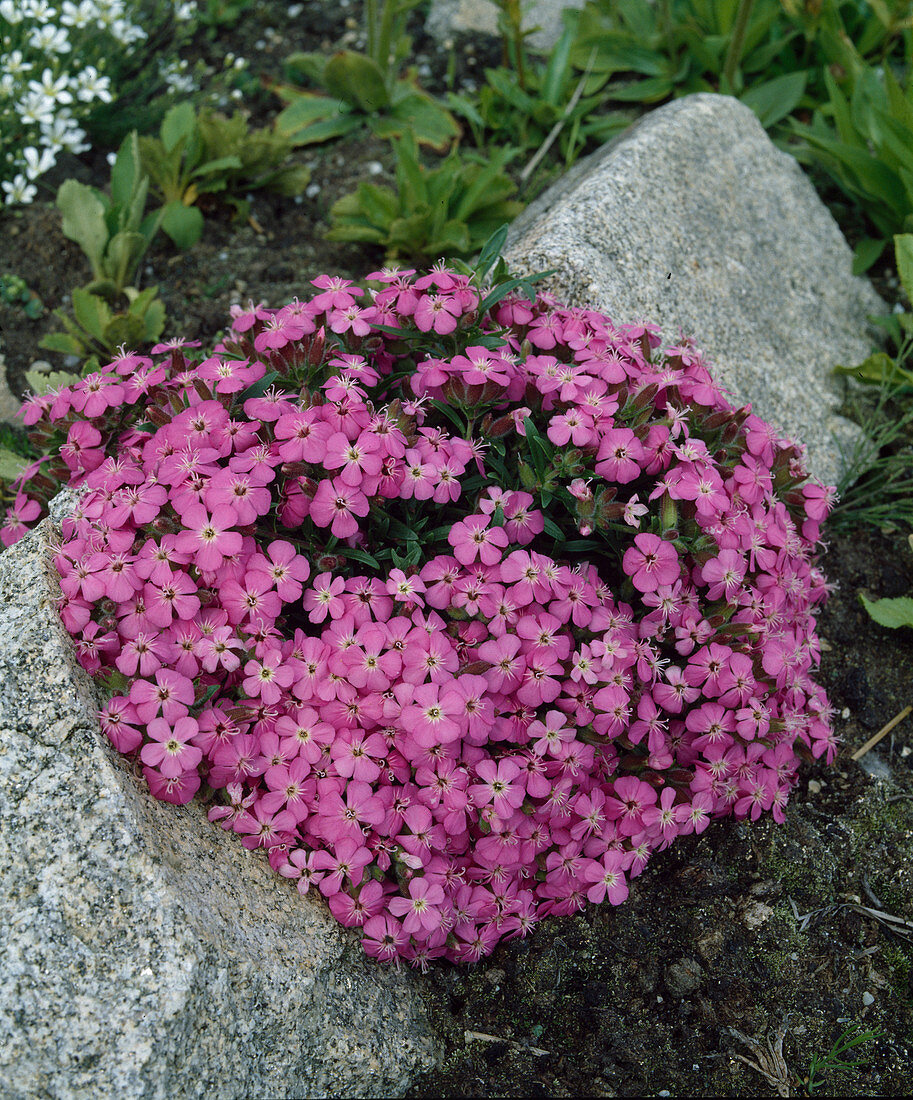 Saponaria 'Bressingham rosa'