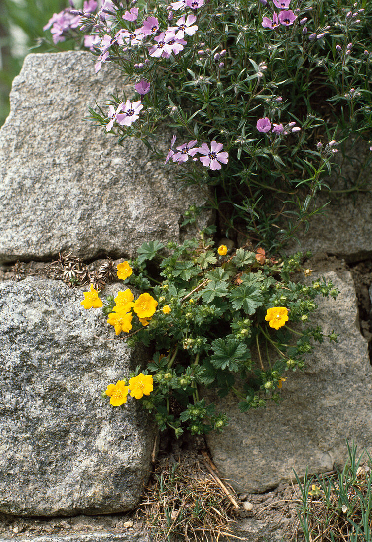 Potentilla X-Hybride