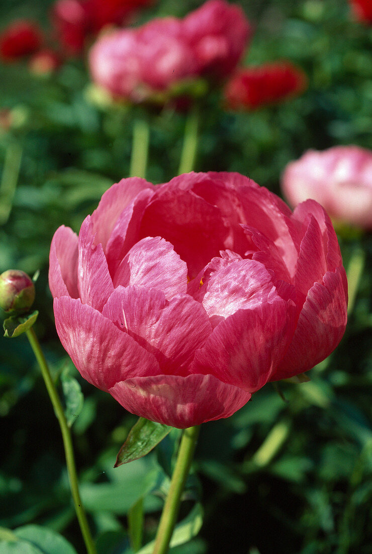 Paeonia 'Cytherea'