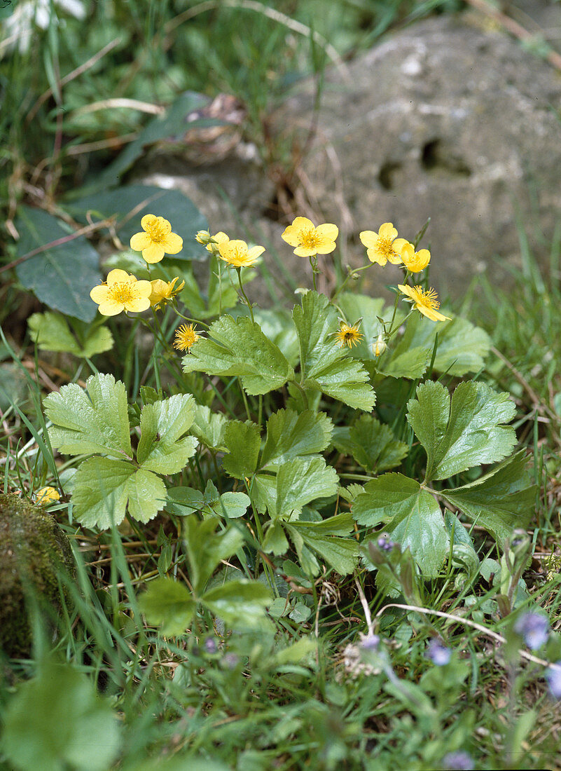 Waldsteinia TERNATA