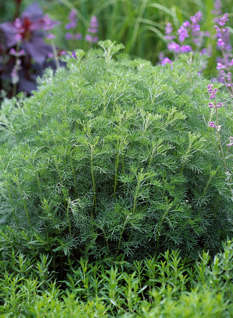 Artemisia abrotanum (Eberraute)