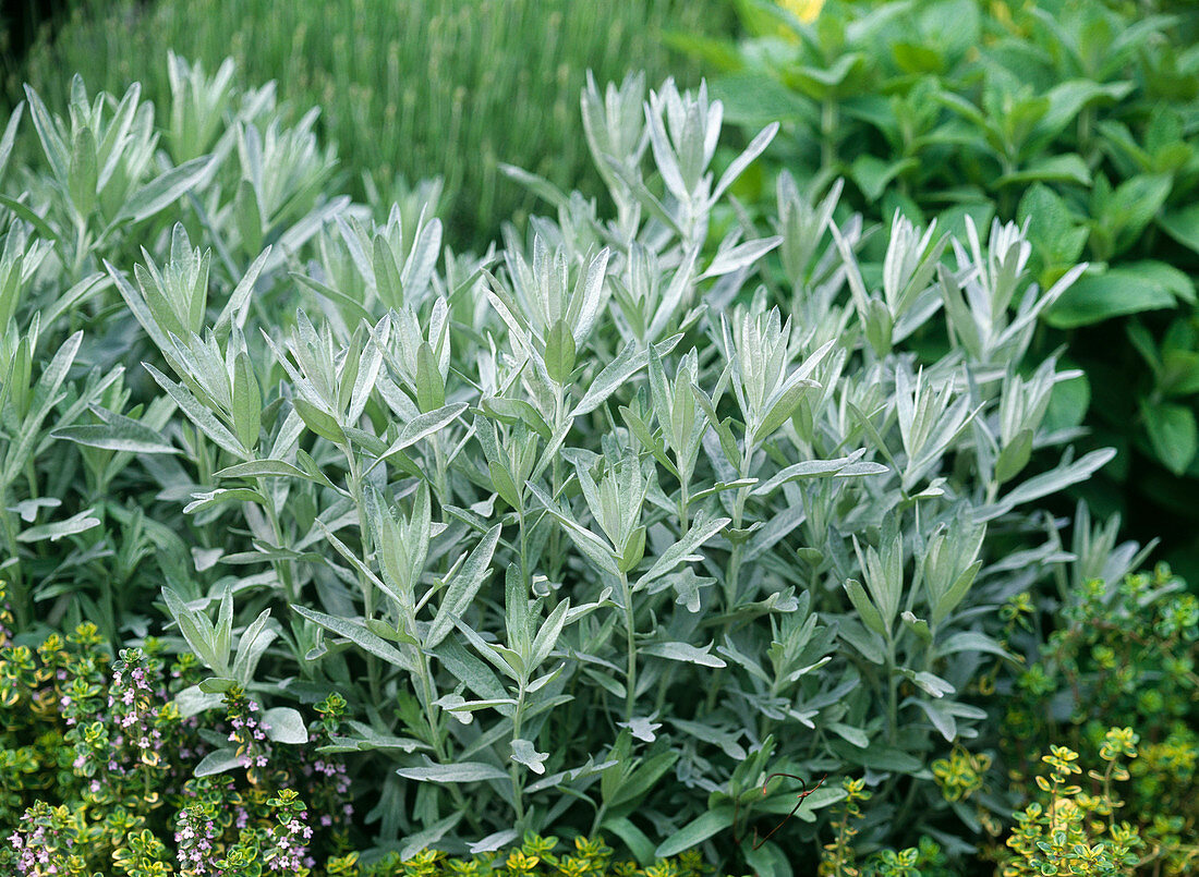 Artemisia ludoviciana 'Silver Queen' / Beifuß