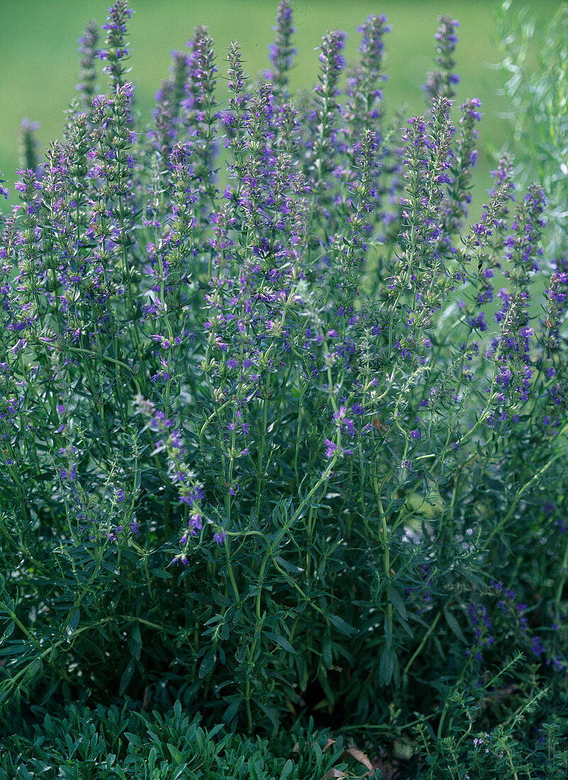 Hysoppus officinalis