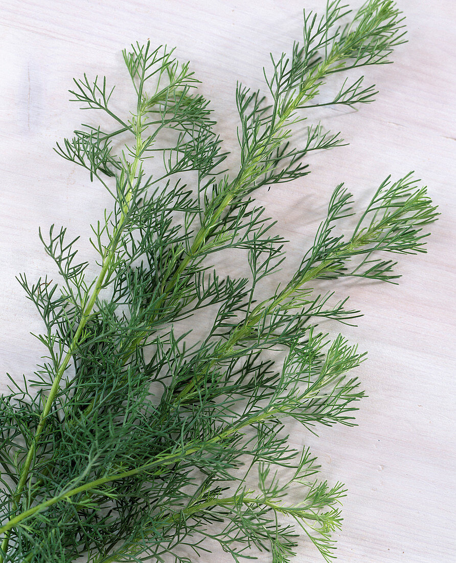 Artemisia abrotanum (Wermut)