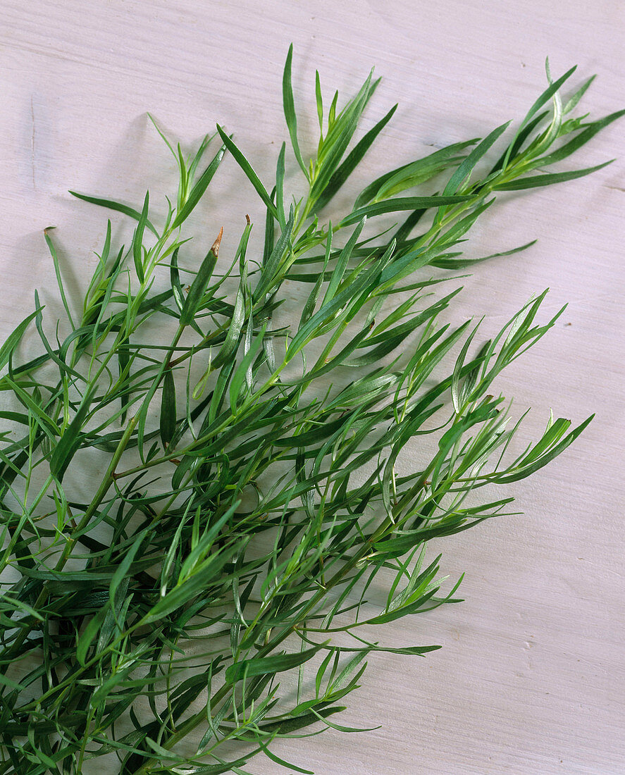 Artemisia dracunculus (Französischer Estragon)